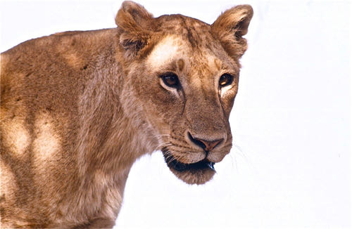 Tree climbing lioness